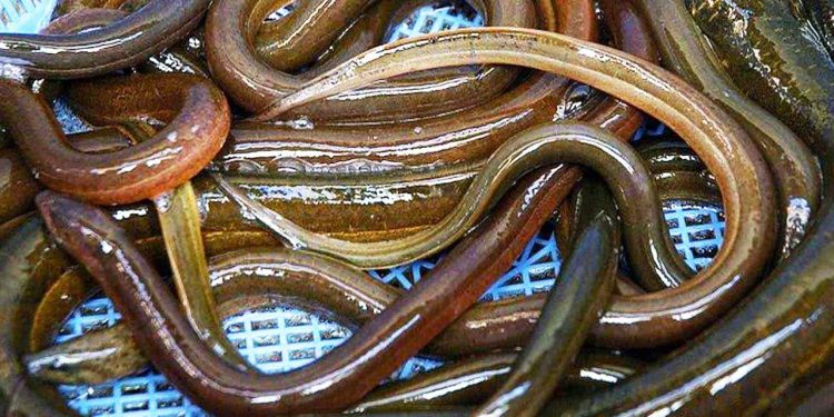 Ålen er blevet et symbol i kampen mellem biodiversitet og kulturarv, mellem grønne idealer og lokale erhverv. Fra én front – Radikale Venstre – lyder det klare krav: Luk ålefiskeriet nu, før arten uddør. Fra en anden – erhvervsfiskeriet og DFPO – lyder en anden sandhed: Fiskeriet bærer kun en brøkdel af skylden, og presset bør rettes mod andre faktorer. arkivfoto