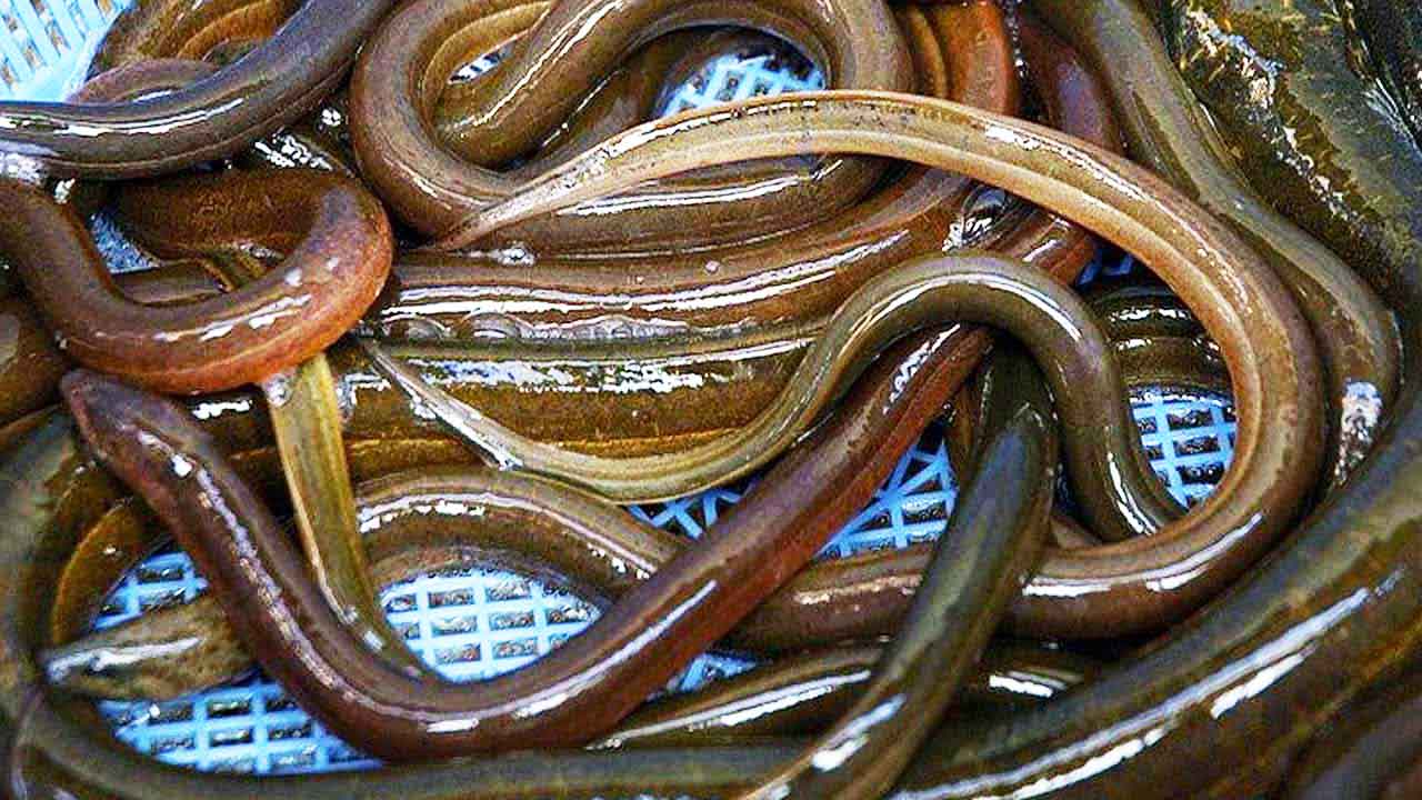 Read more about the article Ålen som syndebuk: Når symbolpolitik trumfer sund fornuft og lokalkultur
