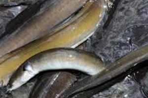 DN vil forbyde fritidsfiskeriet efter ål foto: FiskerForum.dk