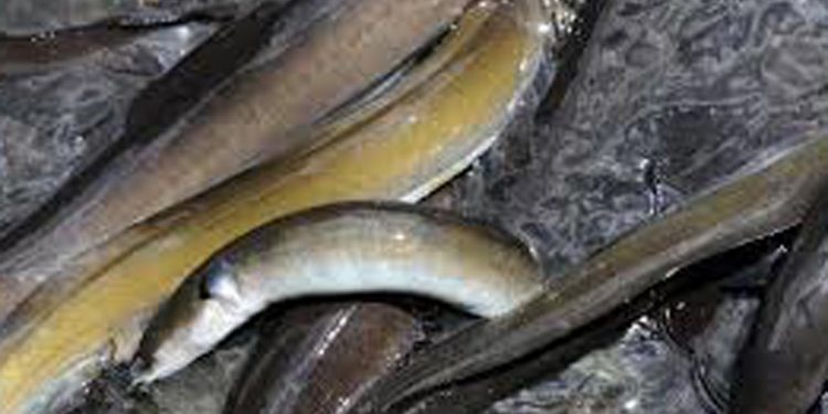 DN vil forbyde fritidsfiskeriet efter ål foto: FiskerForum.dk