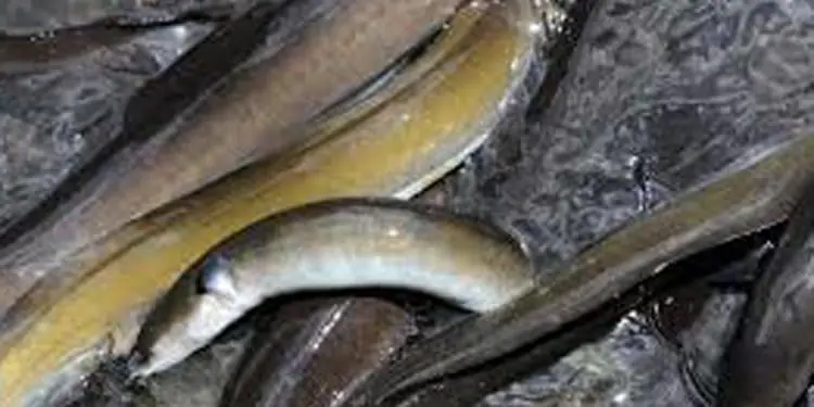 Read more about the article DN vil forbyde fritidsfiskeriet efter ål