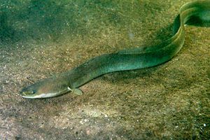 Forskerne har sat sig et mål: Kunstig reproduktion af ål  Foto: Ål - Wikipedia