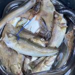 Hele 22 ål og 43 torsk var gemt i en større spand i en fiskerjolle i Havnen Hornbæk ved Øresund foto: Fiskeristyrelsen