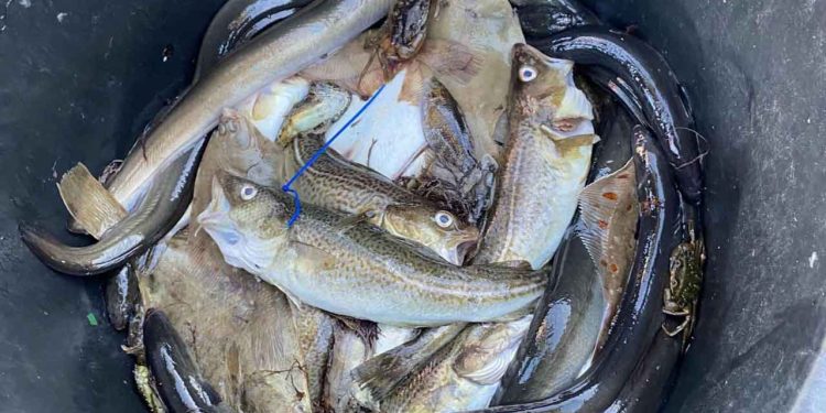 Hele 22 ål og 43 torsk var gemt i en større spand i en fiskerjolle i Havnen Hornbæk ved Øresund foto: Fiskeristyrelsen