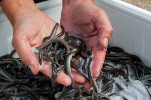 Den hollandske åleforsker Willem Dekker – en af Europas førende eksperter og tidligere formand for ICES – mener, at det ikke længere giver mening at klassificere den europæiske ål som kritisk truet. Han var selv hovedarkitekten bag EU's åleregulering fra 2007, som kræver, at mindst 40 % af blankålene i hvert medlemsland årligt overlever – et mål baseret på forsigtighedsprincippet. foto: Fiskepleje