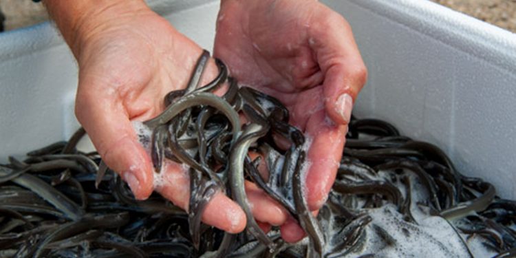 Millioner af ål udsættes nu i fersk- og saltvand omkring Danmark foto: Fiskepleje.dk