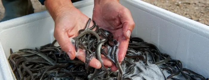 Read more about the article Udsætninger af over en million ål i søer, åer og ved kysten i 2021