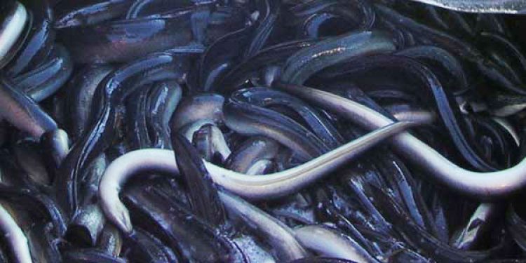 Forbud mod ålefiskeri i Østersøen møder nu politisk modstand