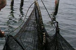 Myndighederne tømmer i hundredevis af ulovlige åleruser  arkivfoto: Ålefiskeri - FiskerForum.dk  (billedet har intet at gøre med det verserende ulovlige ålefiskeri)