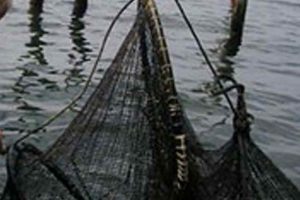 Kompensation på vej til åle-fiskere Arkivfoto: Ålefiskeri i Danmark - FiskerForum