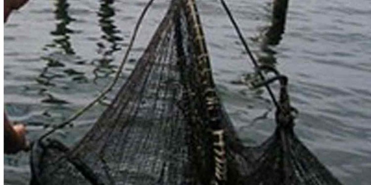 Kompensation på vej til åle-fiskere Arkivfoto: Ålefiskeri i Danmark - FiskerForum