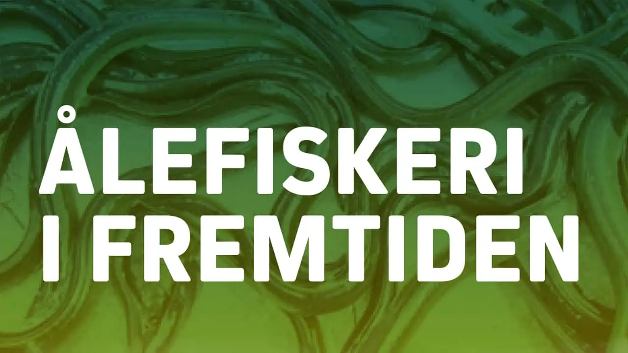 Read more about the article Danmarks Fiskeriforening inviterer til Åle-møde i Middelfart