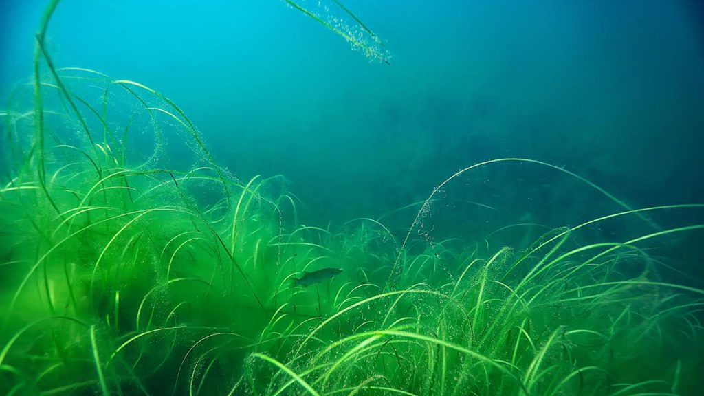 Read more about the article Danmarkshistoriens største genopretningsindsats til havs sættes nu i gang