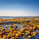 Nyt forskningsprojekt: Kan ålegræs og tang fjerne kvælstof i havet? foto: Miljøstyrelsen