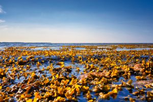 Nyt forskningsprojekt: Kan ålegræs og tang fjerne kvælstof i havet? foto: Miljøstyrelsen
