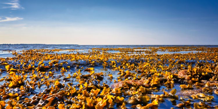 Nyt forskningsprojekt: Kan ålegræs og tang fjerne kvælstof i havet? foto: Miljøstyrelsen