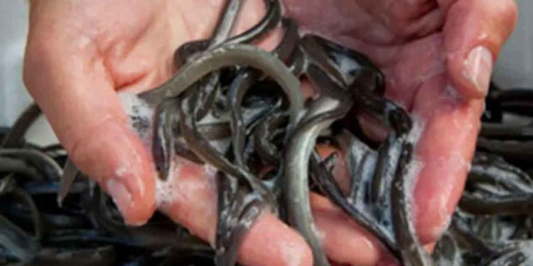 Med årets store åle-udsætning i Flensborg Fjord håber man at tiltrække endnu flere interesserede. Bælternes Fiskeriforenings formand, Allan Buch inviterer, til den store udsætning af ål, sidst i juni måned, fredag den 27. juni 2025. foto: dtu fiskepleje