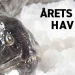 Årets pinsefisk - havkatten - foto: Danmarks Fiskehandlere