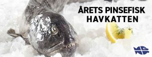 Årets pinsefisk - havkatten - foto: Danmarks Fiskehandlere