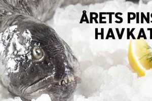 Årets pinsefisk - havkatten - foto: Danmarks Fiskehandlere