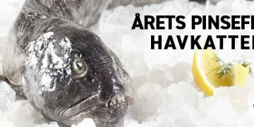 Årets pinsefisk - havkatten - foto: Danmarks Fiskehandlere