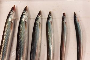 Forskerne fra det norske Havforskningsinstituttet anbefaler derfor en nulkvote fra årets start – bestanden er historisk lav, og også den nye årgang ser svag ud. foto: Aase Husebø - Hi.no