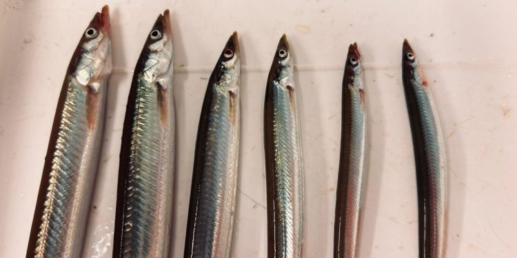 Forskerne fra det norske Havforskningsinstituttet anbefaler derfor en nulkvote fra årets start – bestanden er historisk lav, og også den nye årgang ser svag ud. foto: Aase Husebø - Hi.no