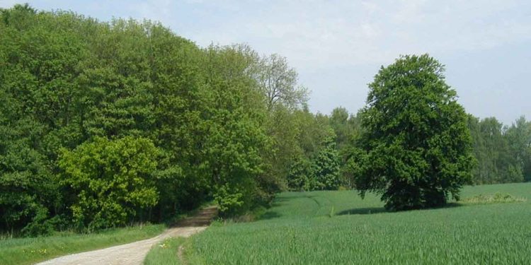 Den grønne trepart - udfase agerjord til skov - wikipedia