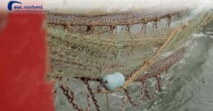 Indsatsen stopper dog ikke ved Skills-messen. North Sea College kæmper på flere fronter for at sikre fødekæden til erhvervet. Udover den klassiske fiskeriuddannelse satser skolen i Thyborøn også tungt på akvakultur, som er i rivende udvikling og kræver specialiseret viden. EUC Nordvest