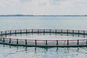 akvakultur - EUC Nordvest