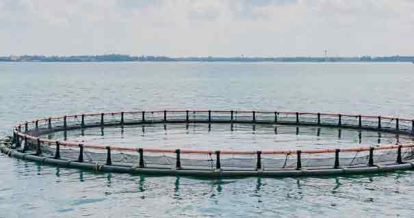 akvakultur - EUC Nordvest