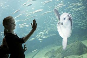 Endnu en klumpfisk til Nordsøen Oceanarium.  Foto: fritsvømmende klumpfisk i akvariet i Hirtshals - Nordsøen Oceanarium