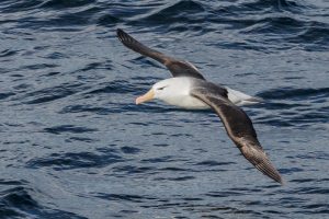 The Flying Air Force Police - albatros med elektronisk letvægtsudstyr til at spotte ulovligt fiskeri