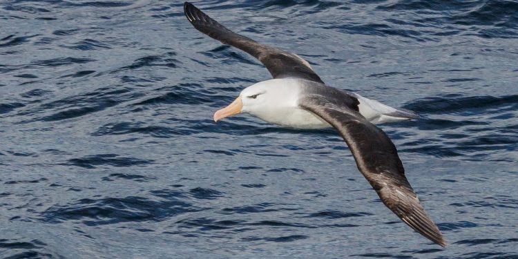 The Flying Air Force Police - albatros med elektronisk letvægtsudstyr til at spotte ulovligt fiskeri