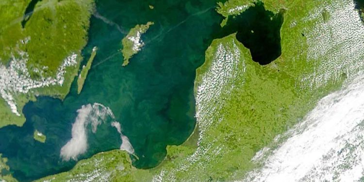 Der verserer forskellige forklaringer, nogle mere dokumenterede end andre. Én påstand, som dukker op fra tid til anden, er, at algeopblomstringer i Østersøen og danske fjorde primært skyldes fosfor fra russisk spildevand, og at kvælstof fra dansk landbrug ikke spiller nogen reel rolle. foto: wikip