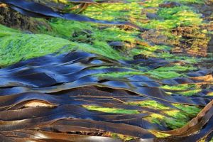 Forfejlede vandplaner vil heller ikke denne gang give et sundere havmiljø. foto: alger