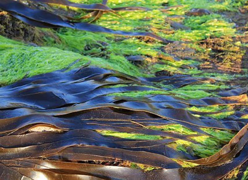 Read more about the article Stimulerer algevæksten med jern og stop den globale opvarmning