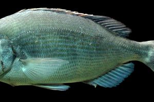 Sjælden fangst af ualmindelig havrude (Spondyliosoma Cantharus)   Foto: Marcus Krag