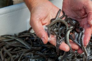 I sommeren 2023 bliver der udsat 1.682.000 små ål i fersk- og saltvand - Foto: Fiskepleje