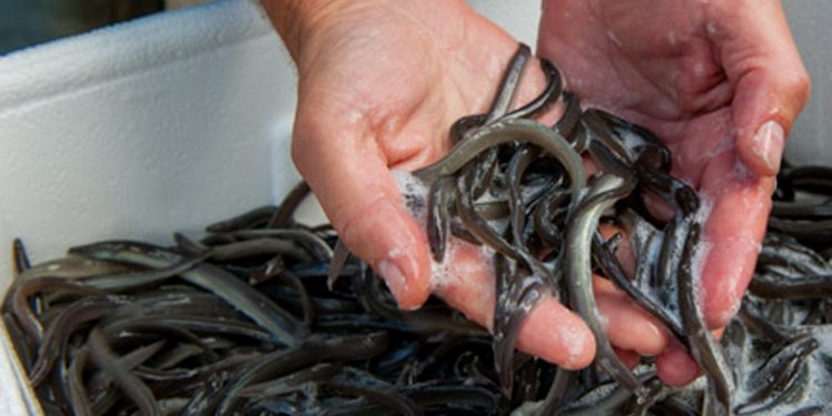 I sommeren 2023 bliver der udsat 1.682.000 små ål i fersk- og saltvand - Foto: Fiskepleje