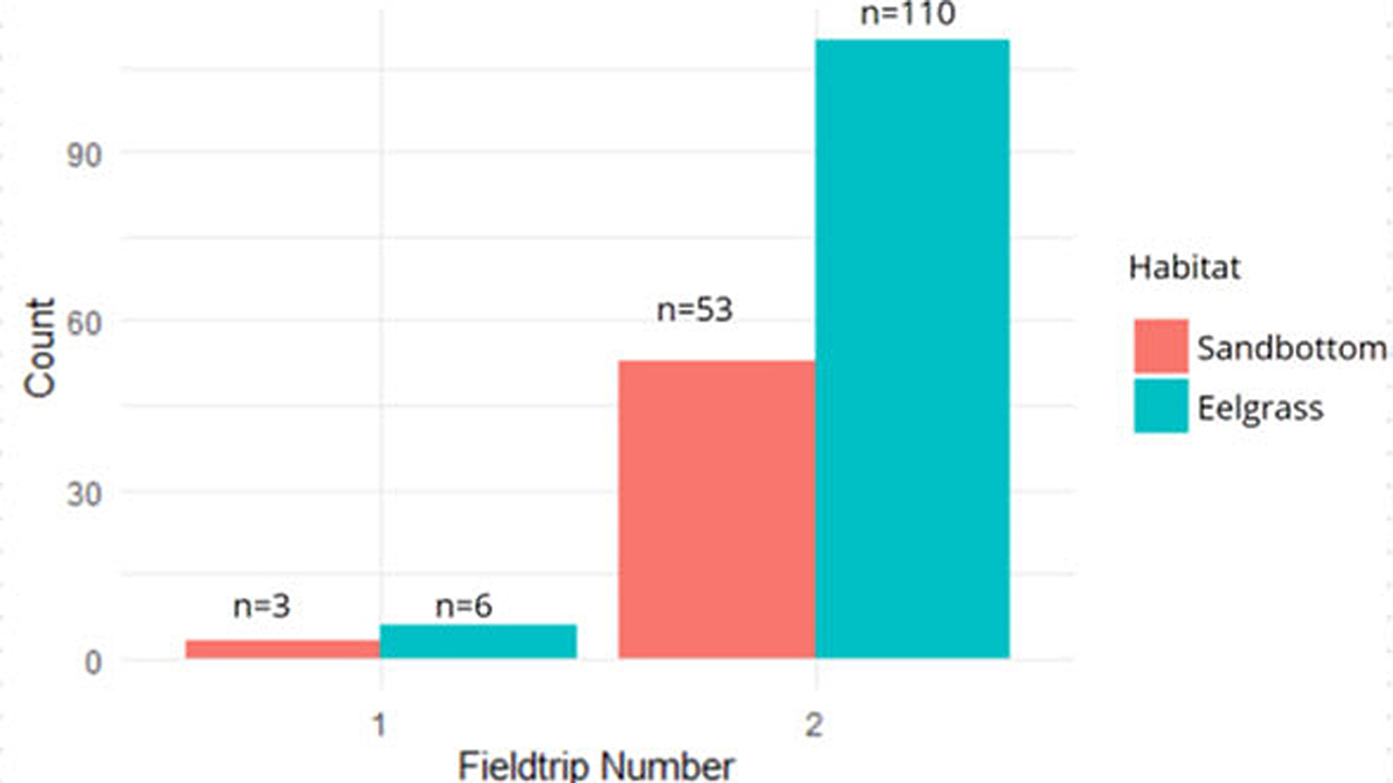 Det samlede antal torsk, der blev fanget på felttur 1 (september) og felttur 2 (oktober) på ålegræsenge (blågrønne søjler) og sandbund (røde søjler). Der blev fanget væsentlig færre torsk i september, hvilket formentlig skyldes en lavere fiskeintensitet samt højere vandtemperaturer. illustration DTU