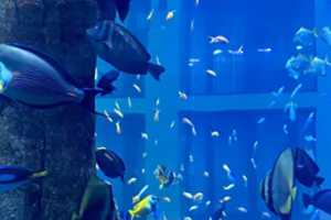 Gigantisk AquaDom-akvarie i Berlin er »bristet« og 1 mio. liter vand er lækket foto: aquadome