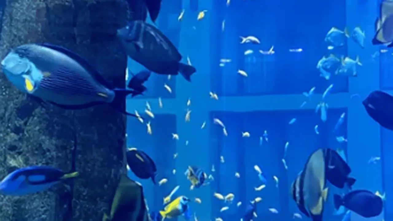 Read more about the article Gigantisk AquaDom-akvarie i Berlin er »bristet« og 1 mio. liter vand er lækket