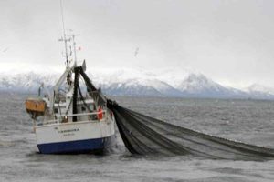 Norsk eksport af fisk og skaldyr sætter igen rekord. Foto: Norsk fiskeri - KiB