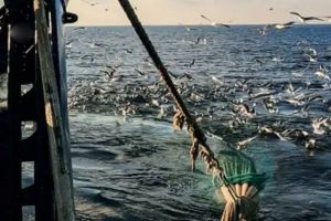 ICES rådgivning giver nyt håb til de danske fiskere arkivfoto: fiskerforum.dk