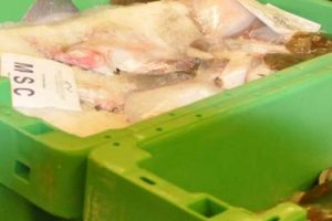 Skal man straffes med bøde når man fejlbedømmer 1000 gram fisk
