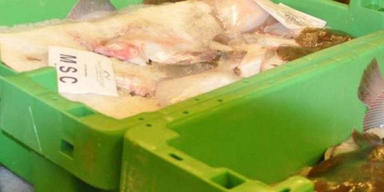 Read more about the article Skal man straffes med bøde når man fejlbedømmer 1000 gram fisk