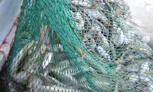 Umiddelbart logisk at fisk undgår trawl ved at svømme hurtigere.  Arkivfoto: trawlfiskeri - D.Dalsoe