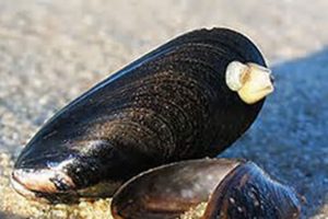 Fire ud af fem norske muslinger indeholder plastrester