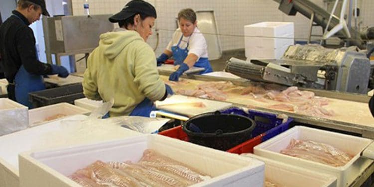 Fiskeriet lider, men fødevareindustrien lider også under de stadigt stigende energi-priser. foto: Hanstholm